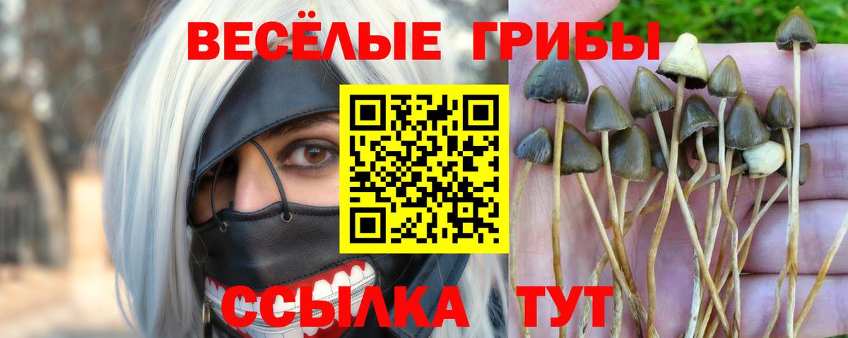 Псилоцибиновые грибы Cubensis Камышлов